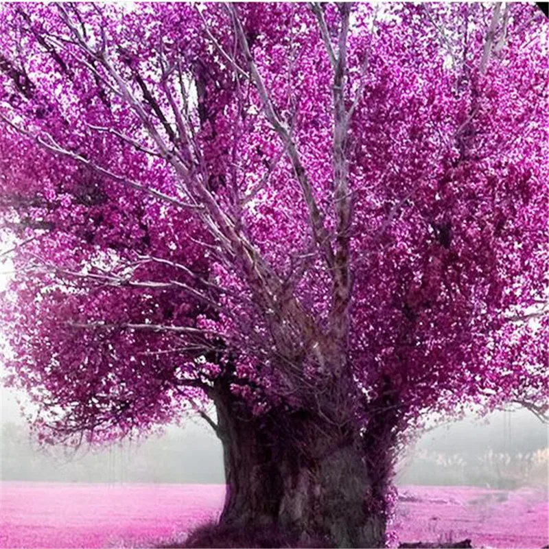 36020171204095131675