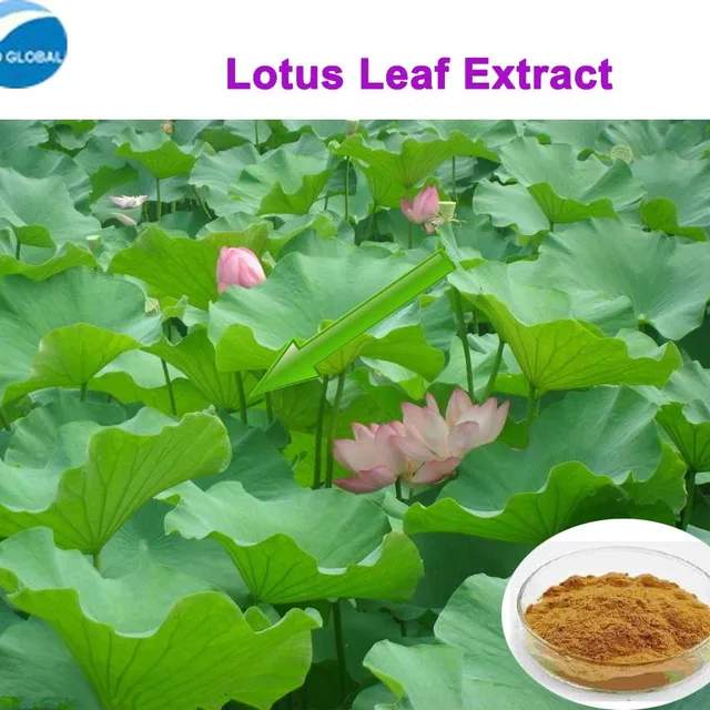 lotus leaves extract