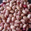New crop organic cranberry bean