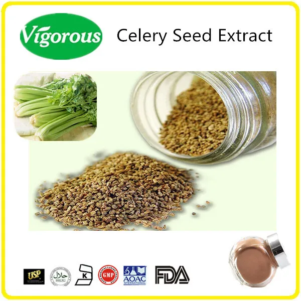 high quality 10:1 celery seed powder extract