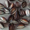 Hot sales seashell tiger cowrie shells for art craft