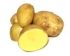 newest crop fresh potatoes holland potato for export