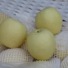 Pear Pear Chinese Pear Chinese Ya Pear For Export