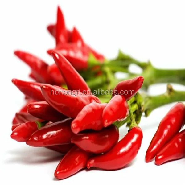 hot chili dry red chilli pepper