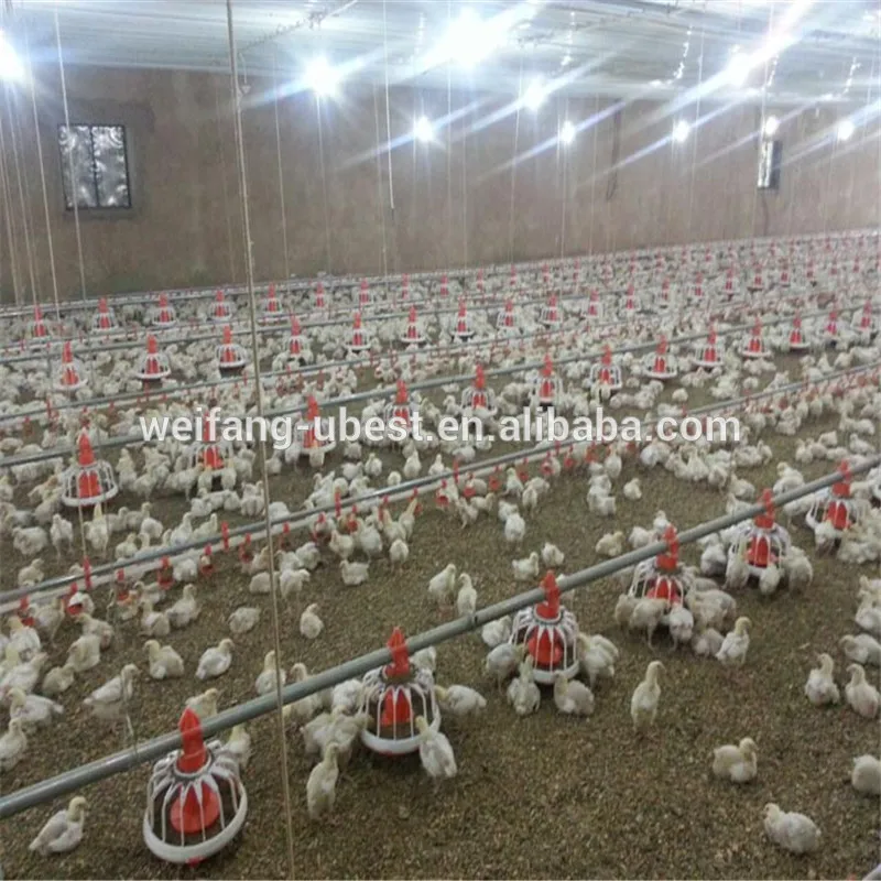 high quality automatic chicken farm for commercial poultry house