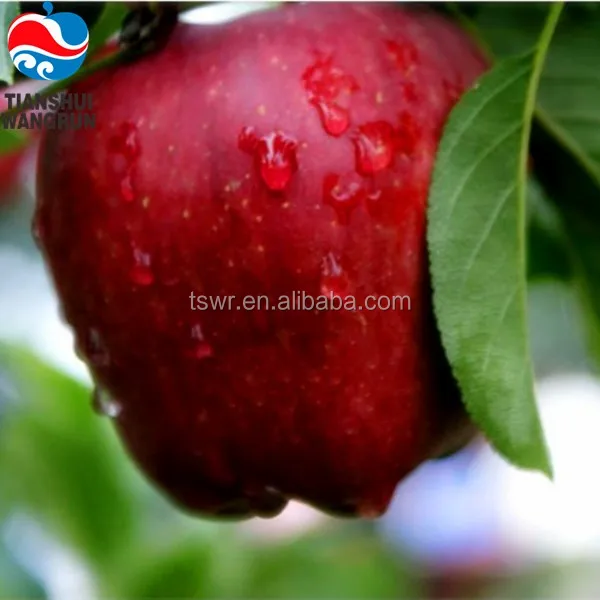 export fresh red delicious apple fruit fresh apple fruit for sale