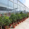 /product-detail/plastic-building-materials-construction-used-greenhouse-for-sale-60539117048.html