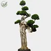 /product-detail/3m-ficus-bonsai-with-stone-ficus-microcarpa-bonsai-for-live-outdoor-plants-62004859659.html