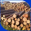 Pine round logs / pine wood / Pine wood price