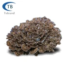 Organic Reishi/Maitake/Shiitake/Chaga/Lion's Mane Dried Mushroom