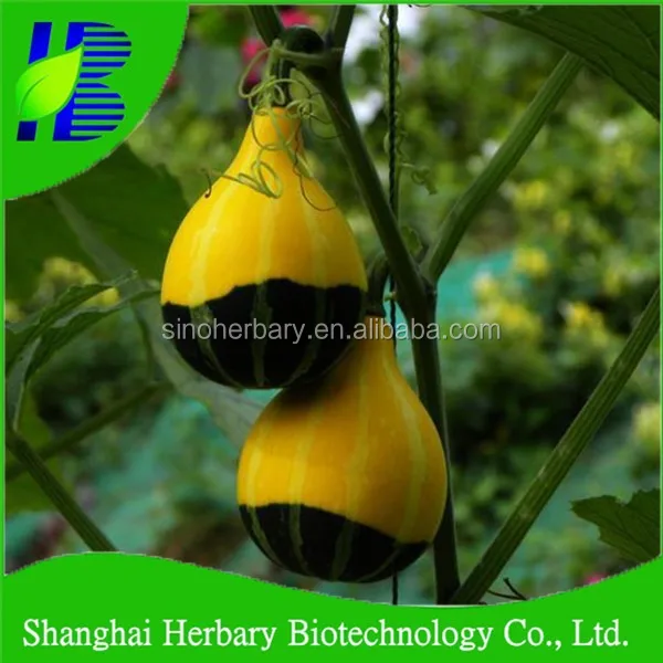 bulk ornamental gourd seeds for growing