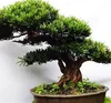 /product-detail/china-natural-plant-podocarpus-macrophyllus-mini-bonsai-tree-60594159253.html