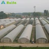 /product-detail/poly-film-commercial-industrial-greenhouse-for-rose-60636195870.html