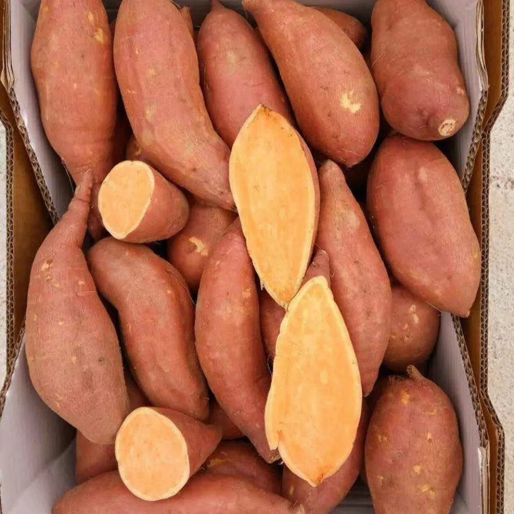 chinesefresh sweet potato