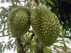 Durian Supplier