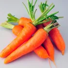 top quality fresh carrot 2018 with competitive price