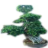 /product-detail/wholesale-ficus-tree-or-landscape-garden-ficus-bonsai-or-ficus-microcarpa-60310946352.html