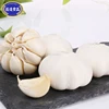 Promotional price white garlic fresh garlic in China for United States