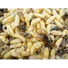 Wasp Pupa Frozen Food Pet Food