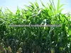 /product-detail/hybrid-sorghum-sudan-grass-seeds-134922269.html