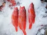 red emperor fish photos