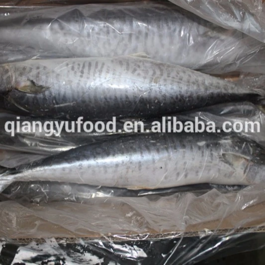 spanish mackerel image