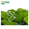 /product-detail/new-design-nuciferine-caffeine-free-lotus-leaf-powder-62132179621.html