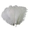 High Quality Various Size White Ostrich Feathers