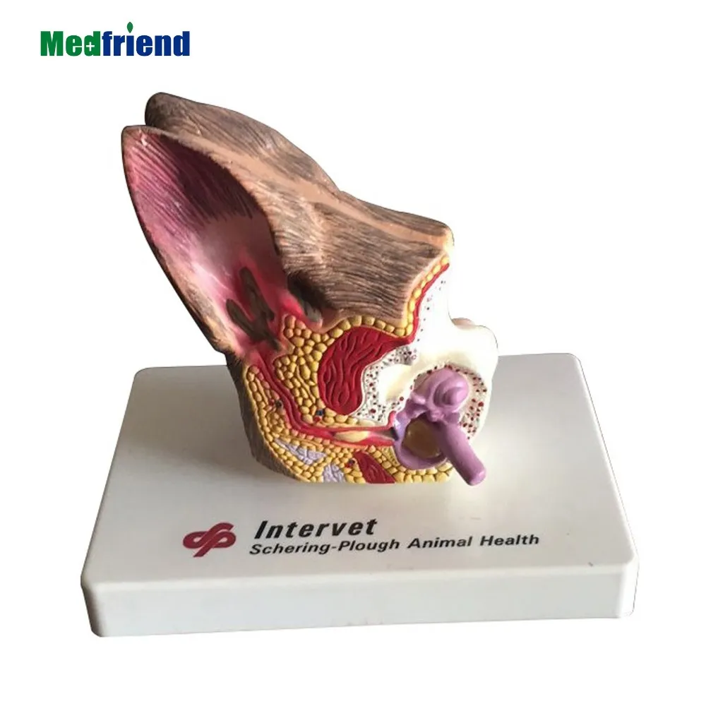 factory price advanced anatomical canine dog ear model