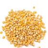 Hybrid Yellow Sweet Waxy Corn Seeds Maize Seeds For Planting