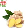 /product-detail/china-organic-fresh-ginger-high-quantity-ginger-60491019868.html