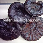Best selling Health food supplement Propolis with Ganoderma of China National Standard