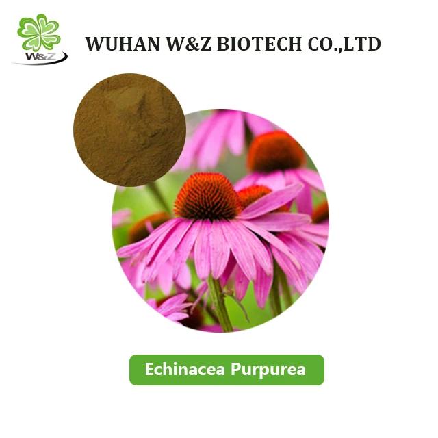 Echinacea Purpurea