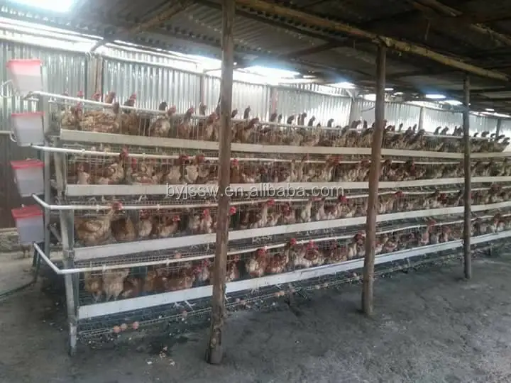 chicken cage-605.jpg