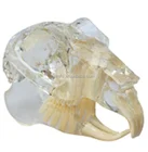 Rabbit Dentition Model Rabbit dental teeth model