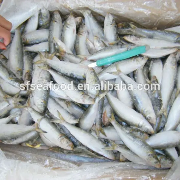 sardine individual quick freezing fish