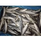 IQF 120-140G Frozen Fish Horse Mackerel For Sale