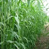 2016 New Forage Grass Seeds Sorghum Sudan Grass Seeds For Growing