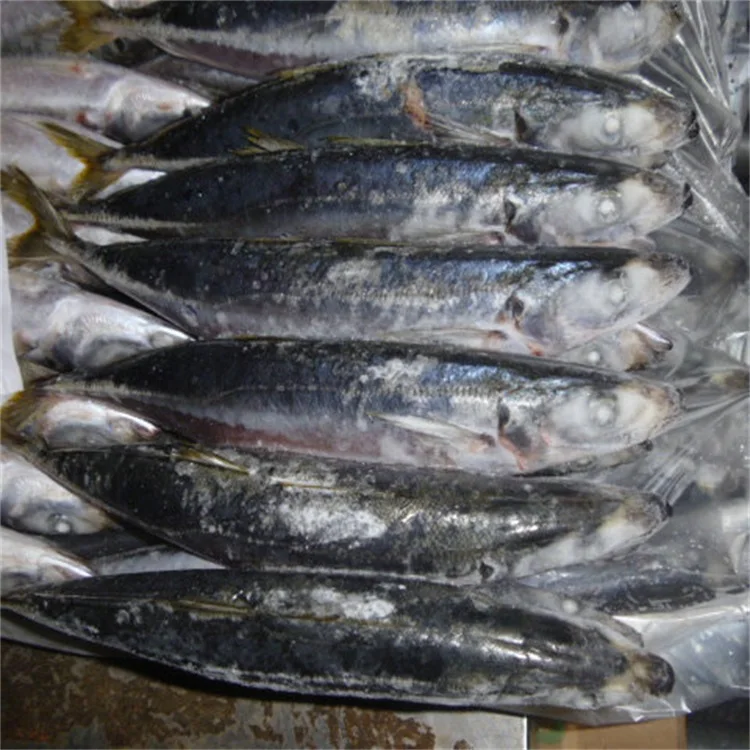 frozen scad fish