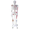 /product-detail/180cm-skeleton-with-muscles-and-ligaments-human-skeleton-anatomy-model-62180700309.html