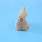 Pvc High Quality Medical Science Male Simulator Female Genitalia And Urethral Catheterization Training 3d Model