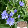 /product-detail/100-natural-chicory-root-extract-powder-for-sale-60553370366.html