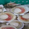 /product-detail/top-quality-frozen-scallop-meat-half-shell-prices-sea-scallop-bay-scallop-60660886521.html