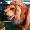 High Quality Realistic Lions Simulation Animatronic Animals