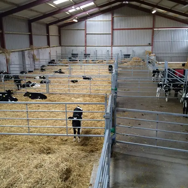 Fast Install Modern Design Steel Structure Cow Cattle Dairy