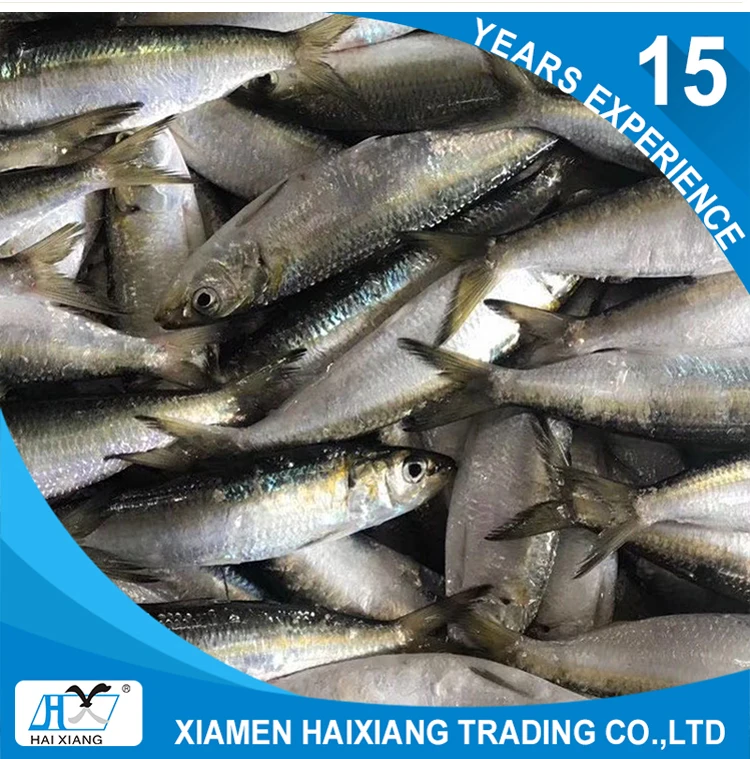 frozen scad fish