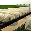 /product-detail/pe-plastic-large-tunnel-greenhouse-for-agriculture-vegatables-60409219286.html
