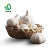 /product-detail/china-white-best-fresh-normal-garlic-price-for-sale-896334067.html