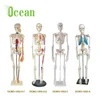 /product-detail/human-anatomical-skeleton-model-with-ligament-colored-human-life-size-60835291697.html