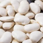 White Kidney Beans Long shape Big White Kidney Beans